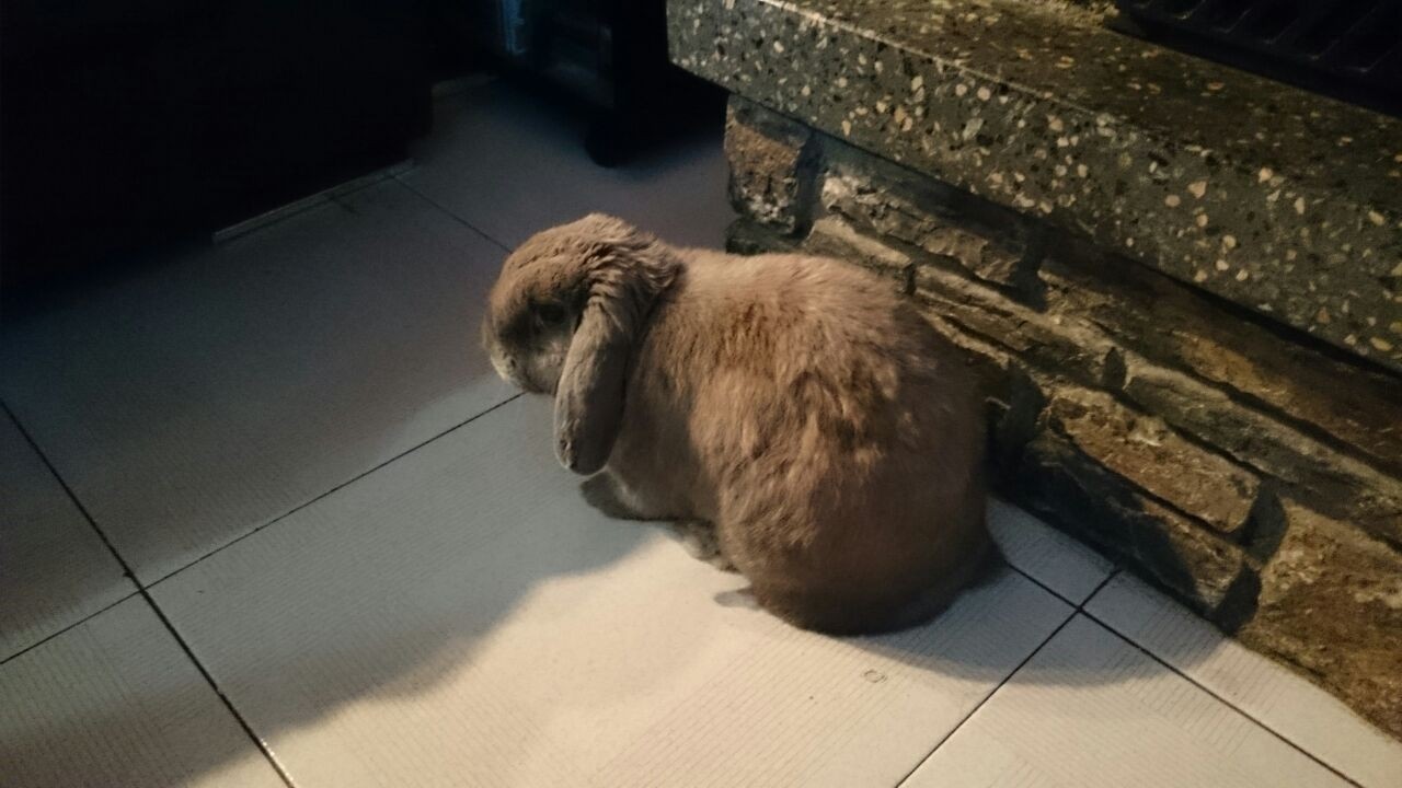 Espacio para un conejo