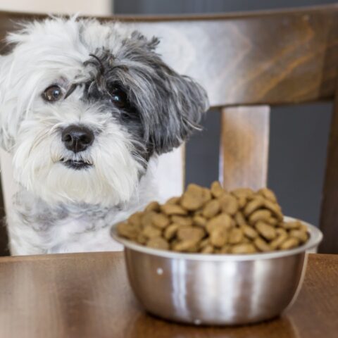 Así debes guardar las croquetas de tu perro
