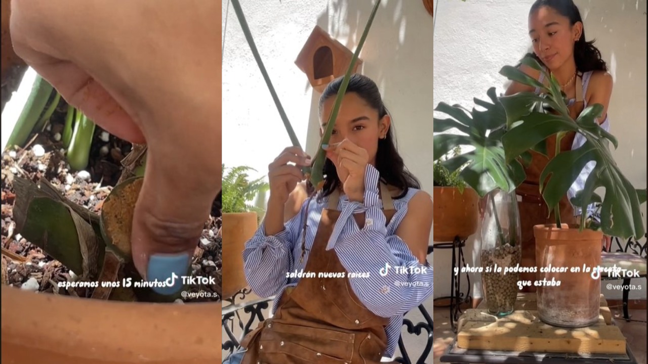 Cómo hacer que le crezcan más hojas a tu Monstera Deliciosa