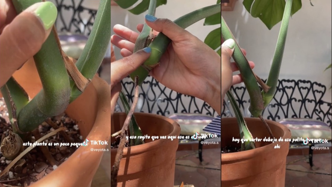 Cómo hacer que le crezcan más hojas a tu Monstera Deliciosa