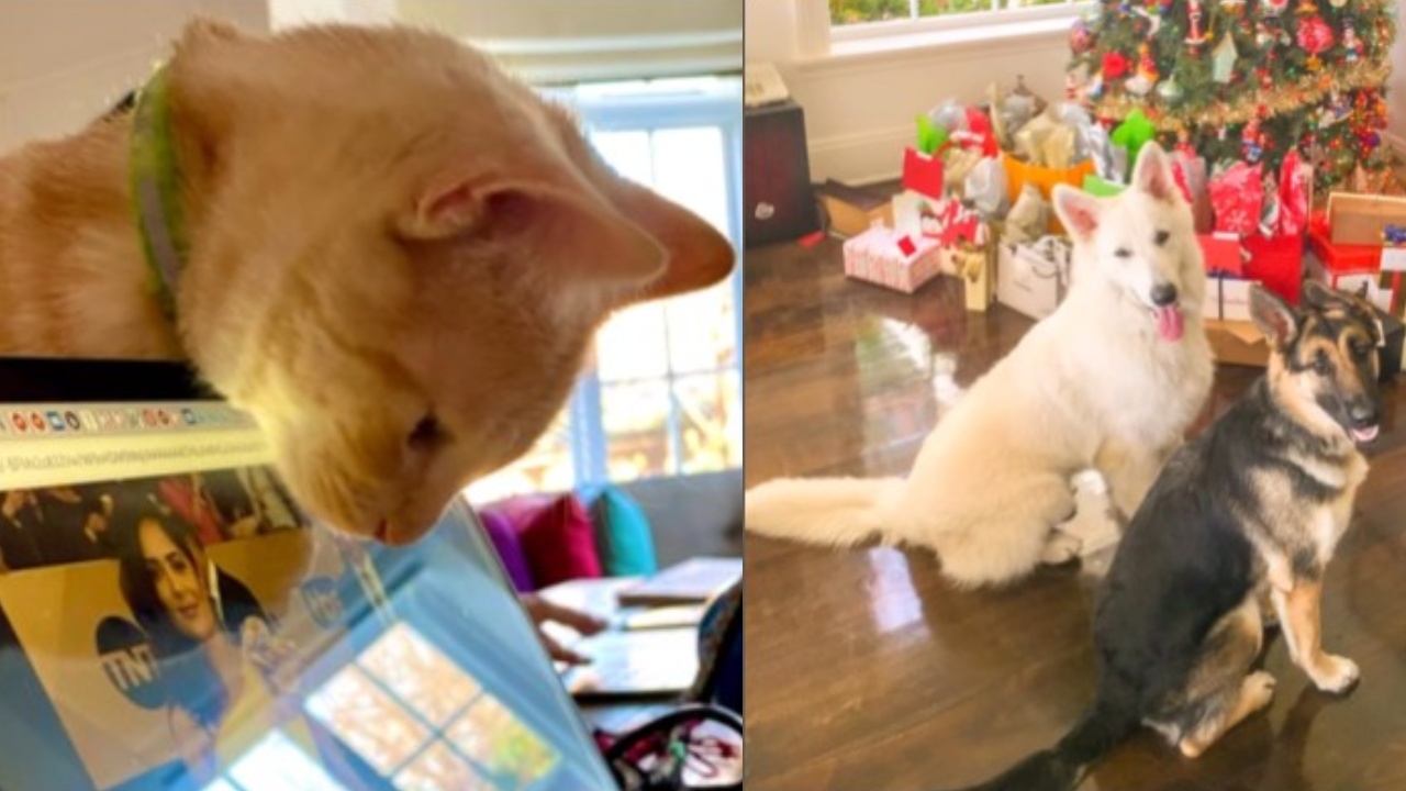 Salma Hayek tiene un zoológico de mascotas exóticas en casa