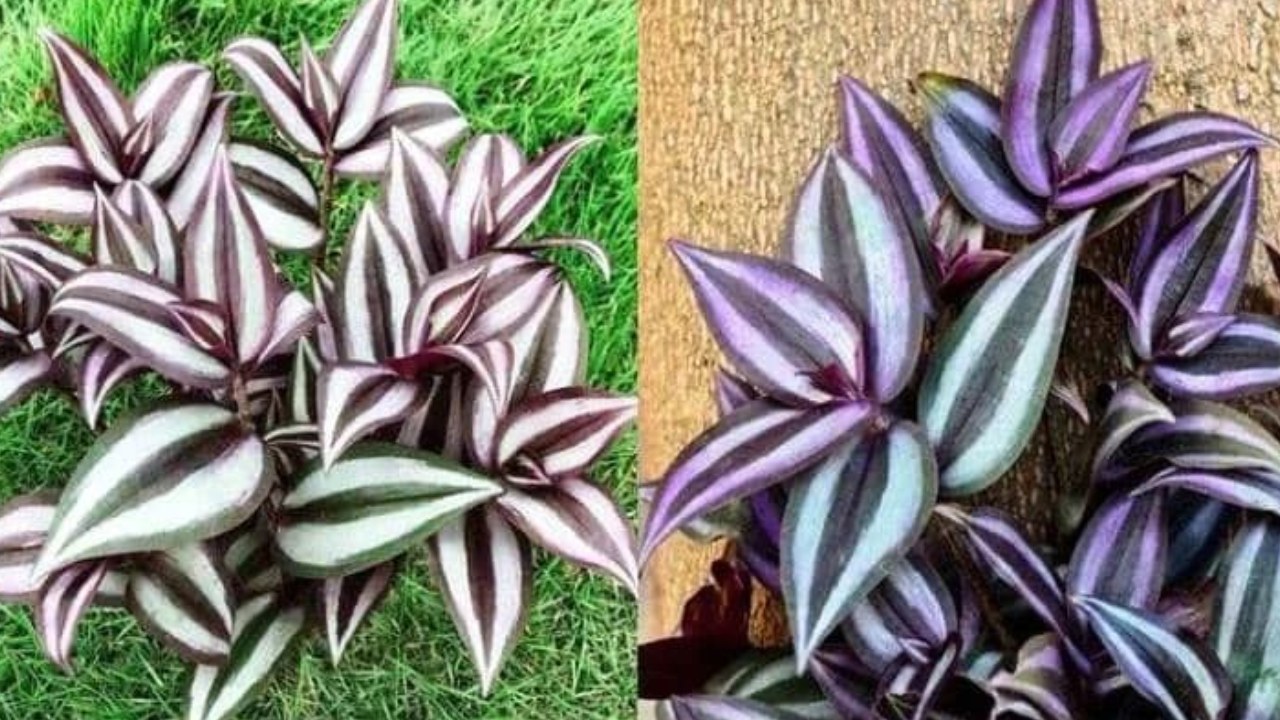  hermosa planta de Tabasco