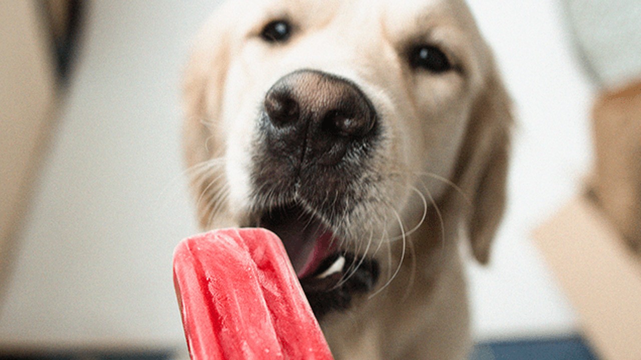 Paletas para perros