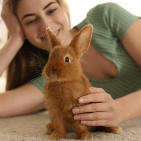 Conejos como mascotas