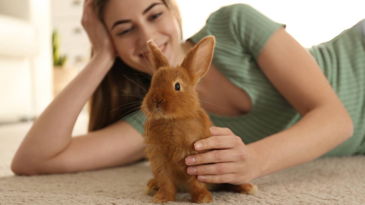 Conejos como mascotas