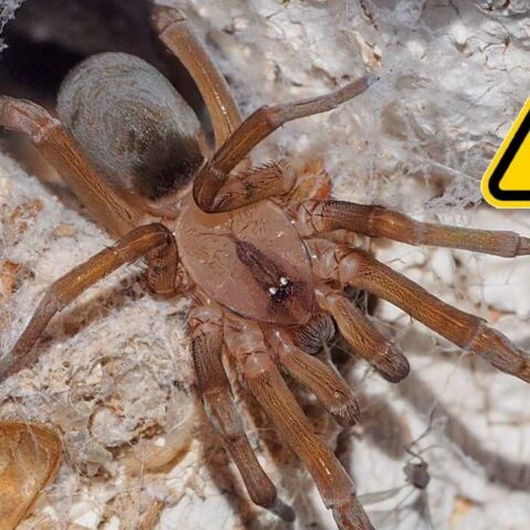 Araña violinista temporada