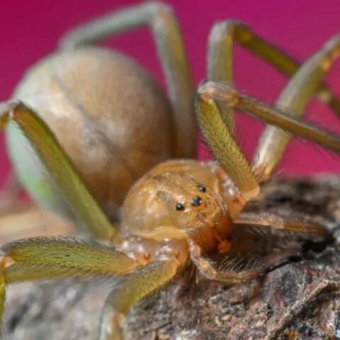 Nidos de arañas violinistas