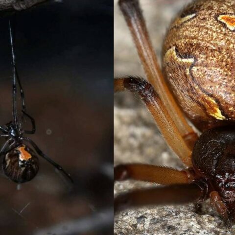 Viudas marrones vs. viudas negras