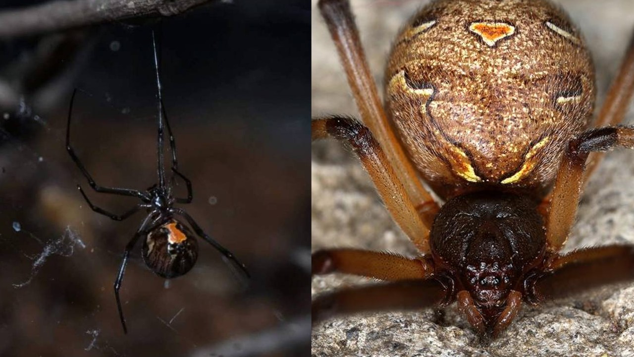 Viudas marrones vs. viudas negras