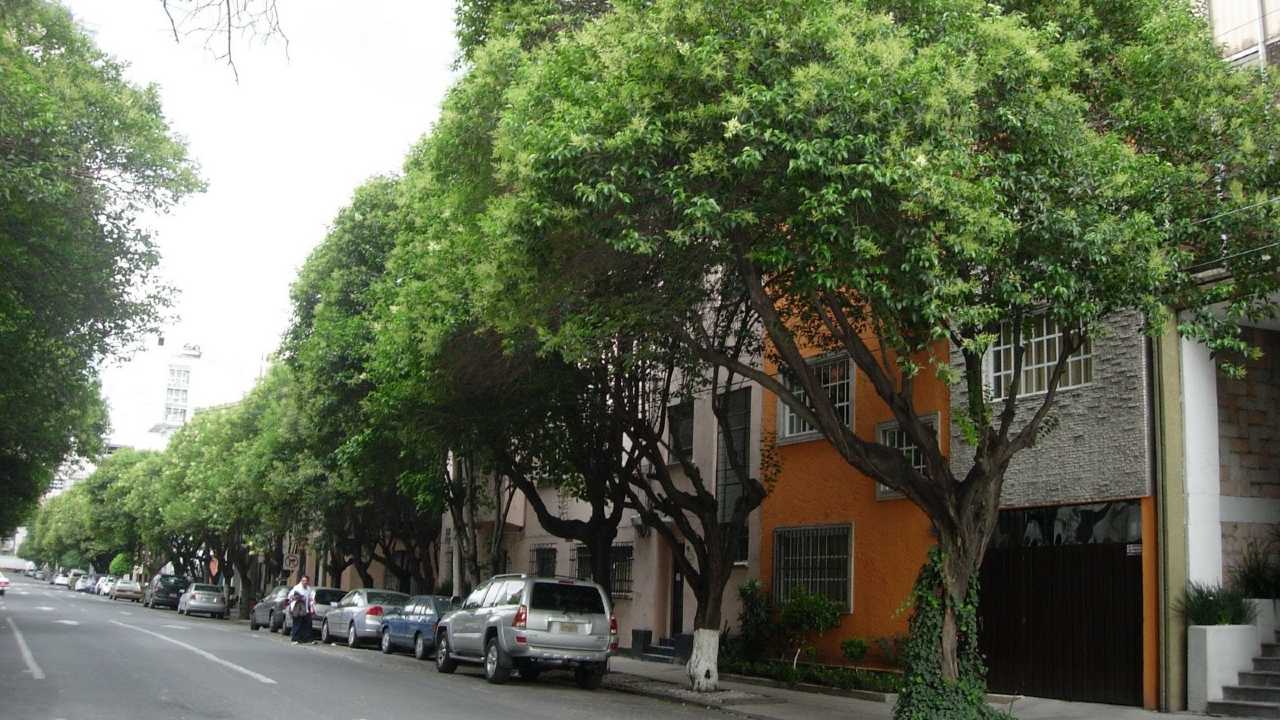 áboles en ciudad