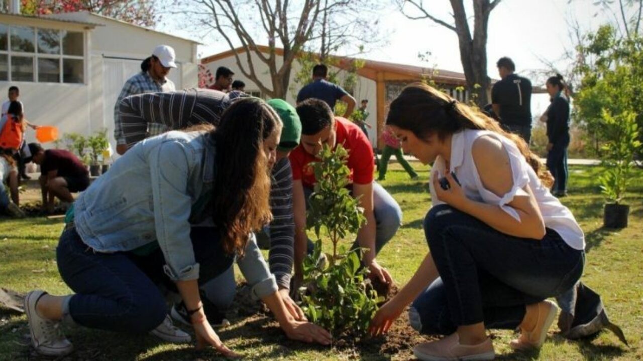 Como sermbar un árbol en ciudad