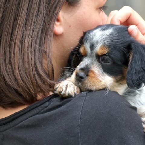 Evitar a los perros pequeños