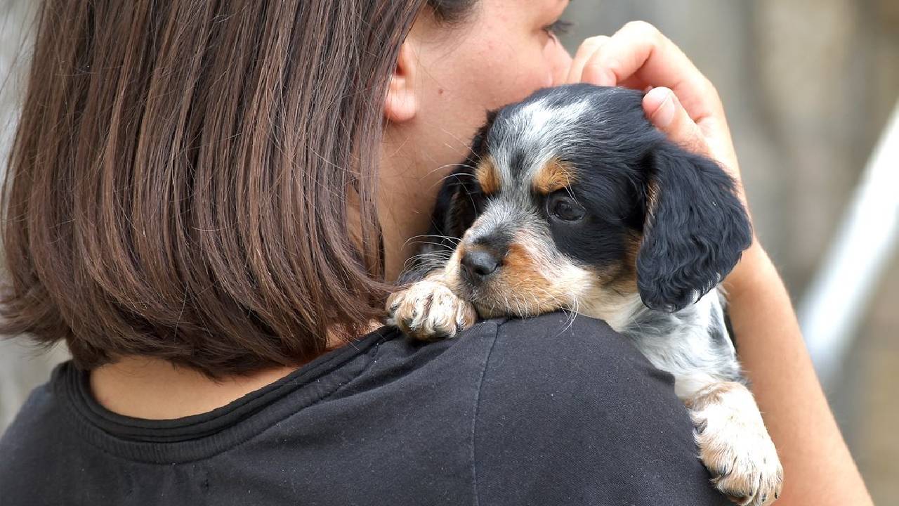 Evitar a los perros pequeños