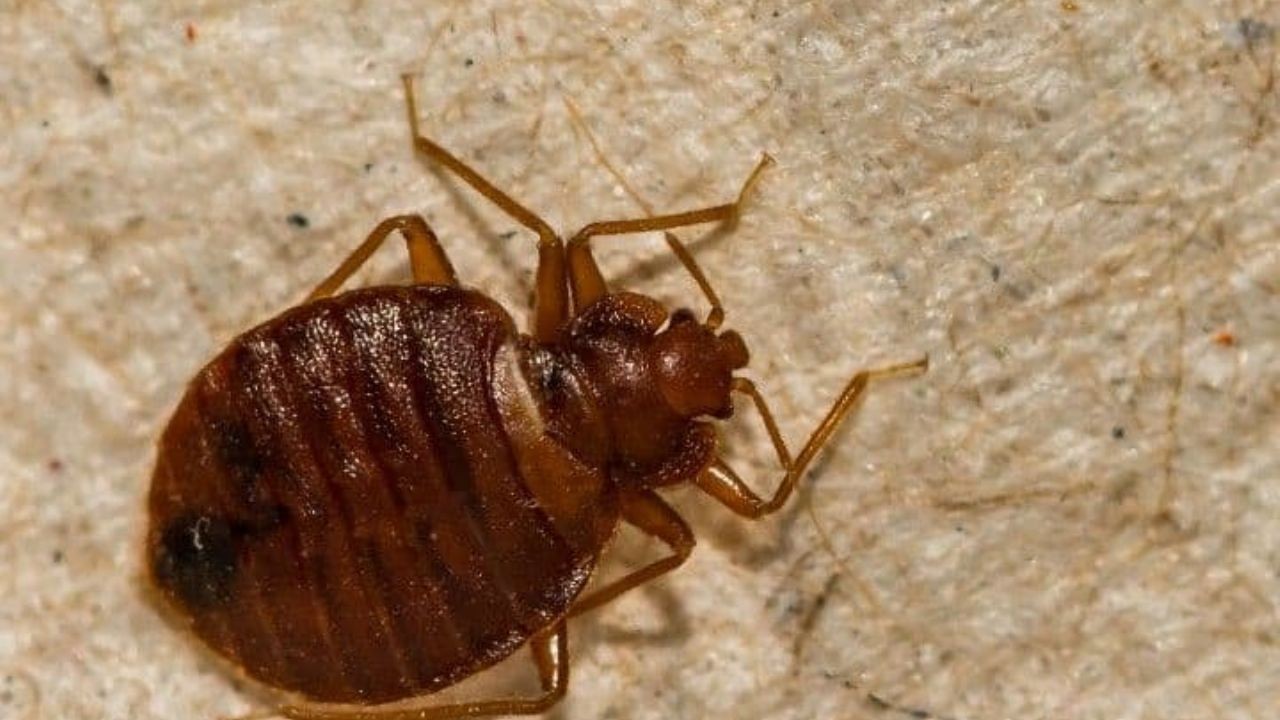 Chinches en la escuela