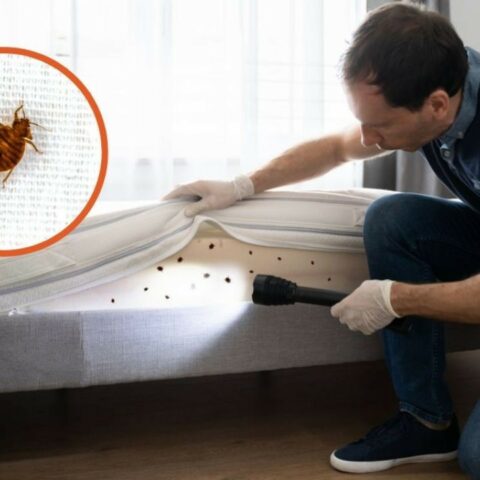 Infestación de chinches