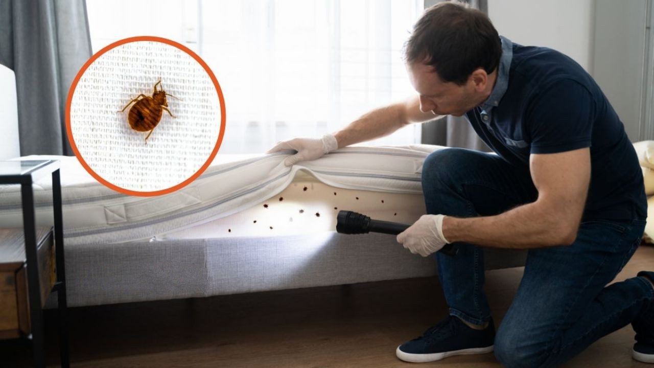 Infestación de chinches