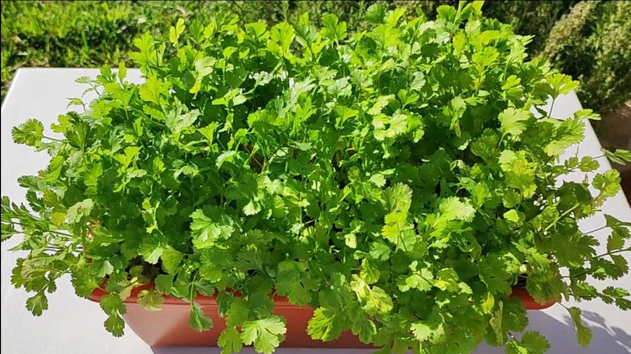 Usar cilantro como insecticida
