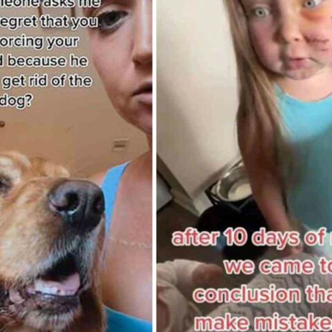 Cocker muerde hija de dueña