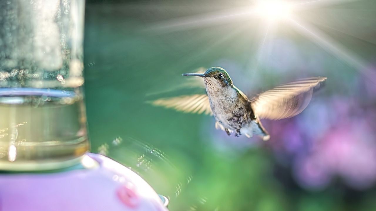 Colibríes agua