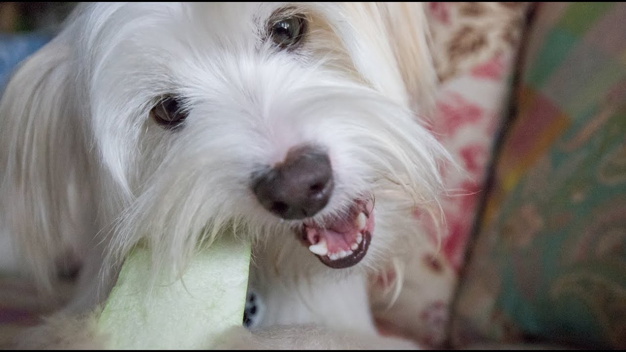 Problmas de mal aliento en perros