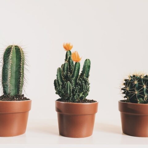 limpiar los cactus en casa