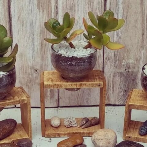 brillantar las hojas de tu planta árbol de jade