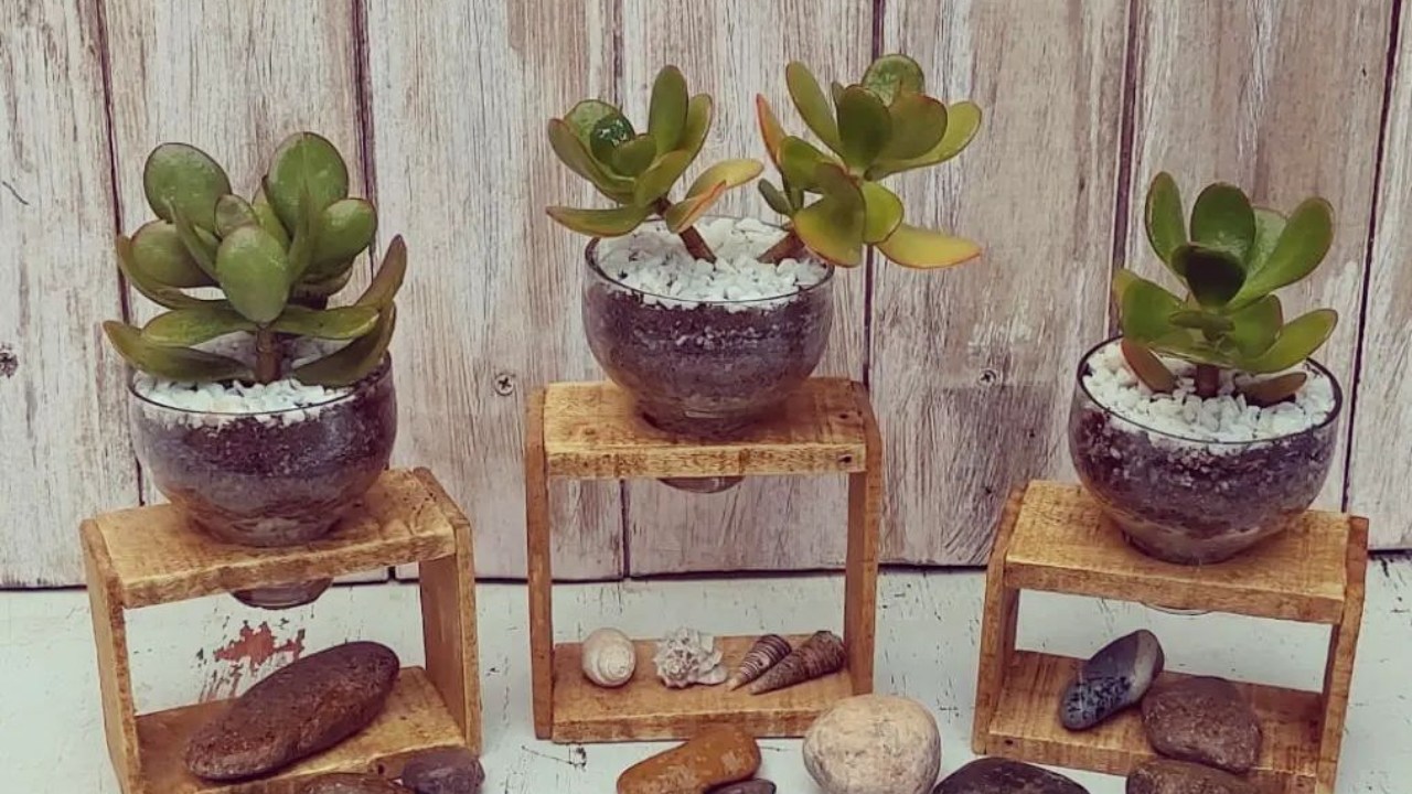 brillantar las hojas de tu planta árbol de jade