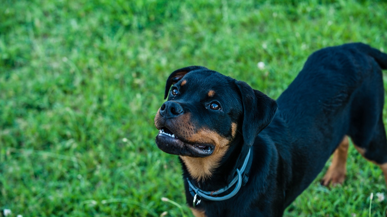 perro rottweiler de raza