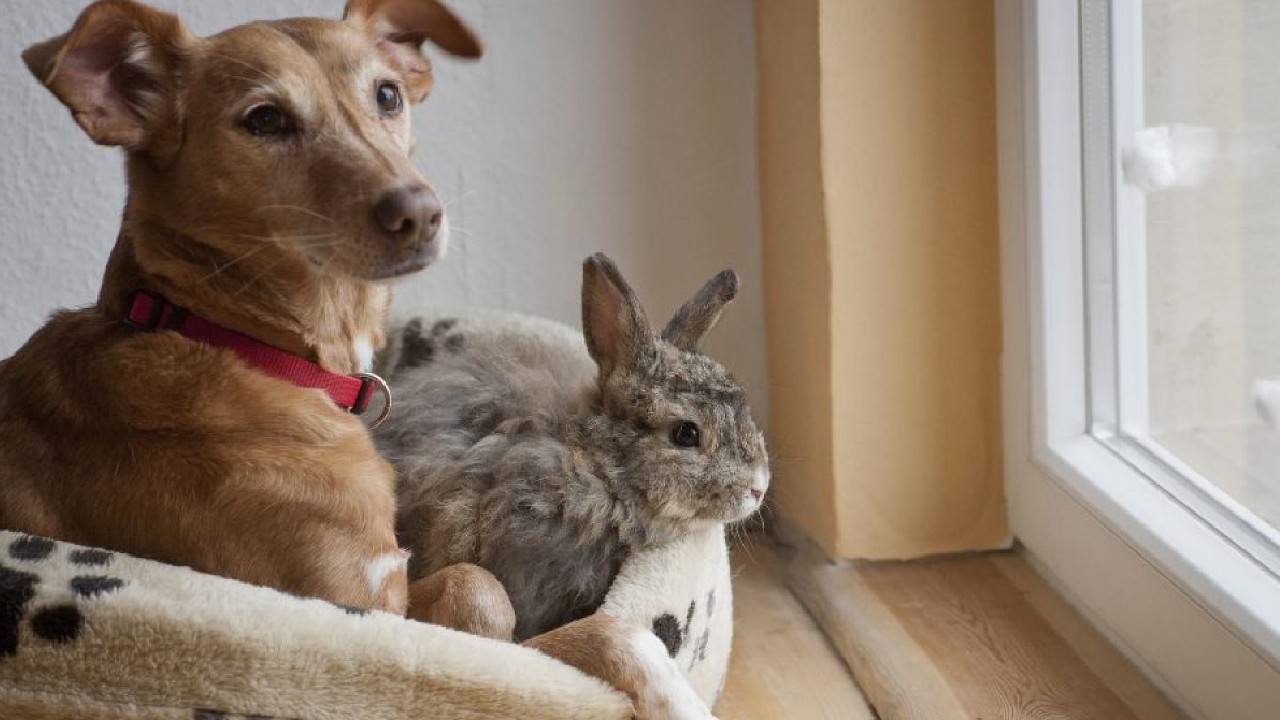 Convivencia del perros, gatos y conejs