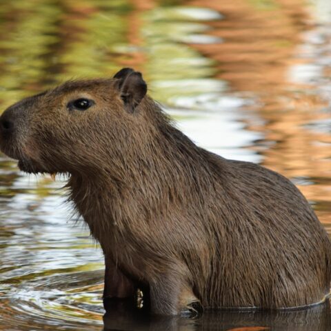 Cuánto cuesta un capibara en México