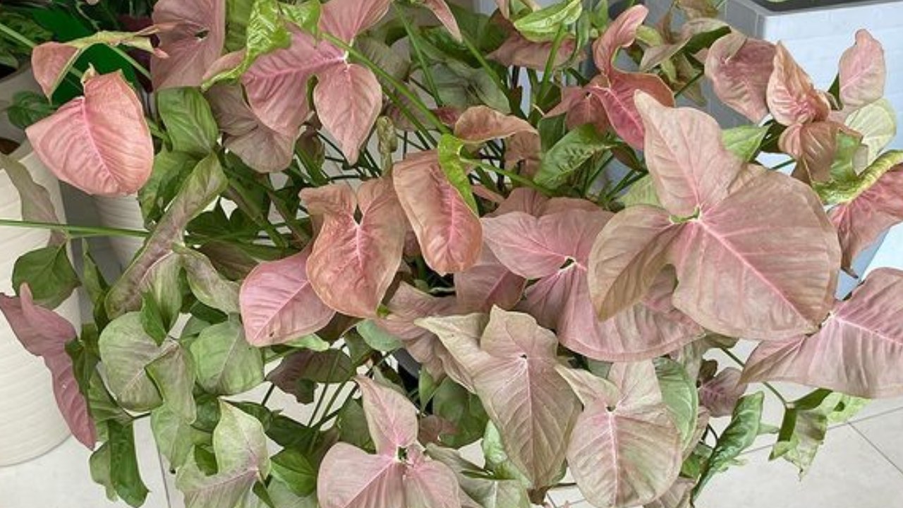 Conoce las necesidades del sygonium rosa o red heart