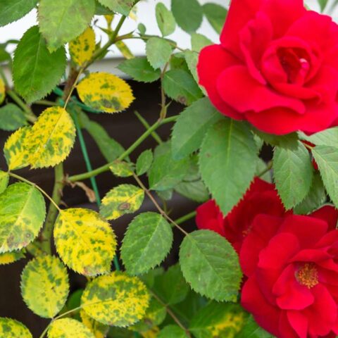 Evita hojas amarillas