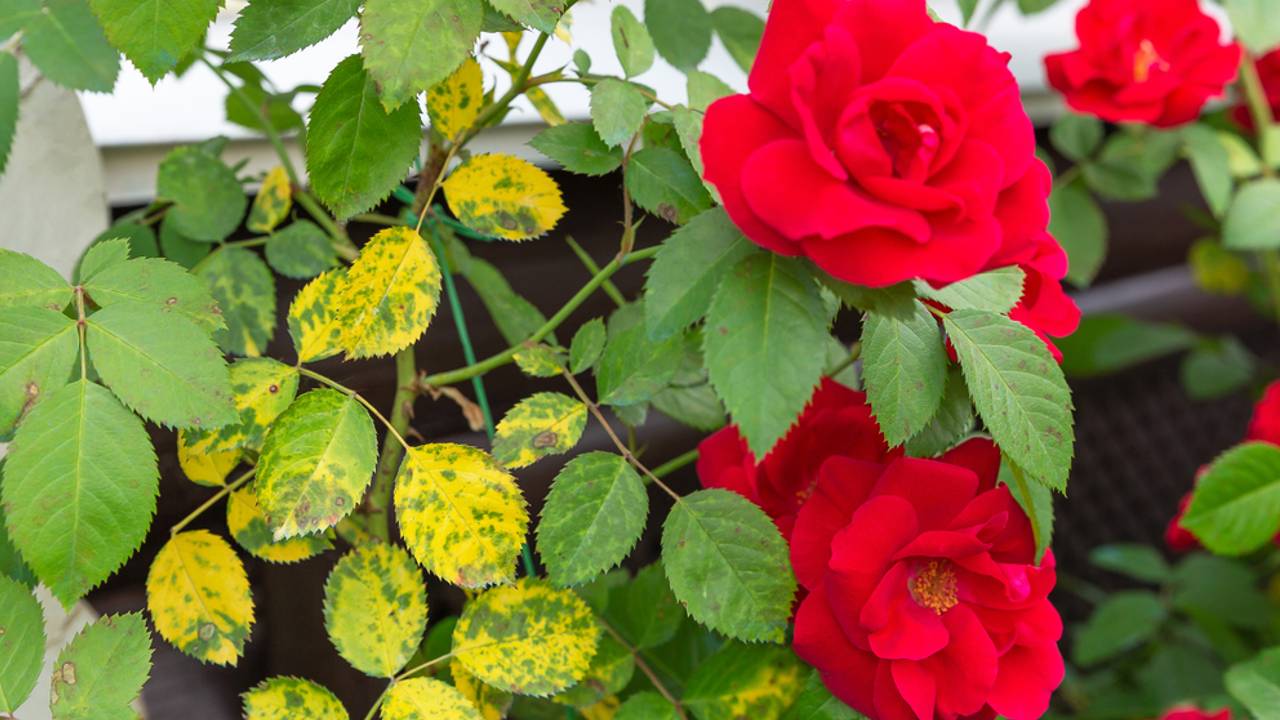 Evita hojas amarillas