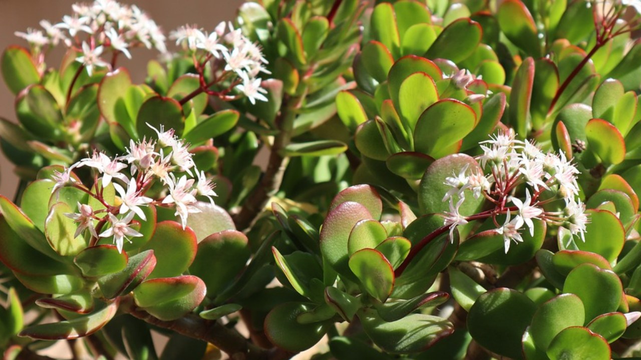 árbol de jade para que crezca abundante
