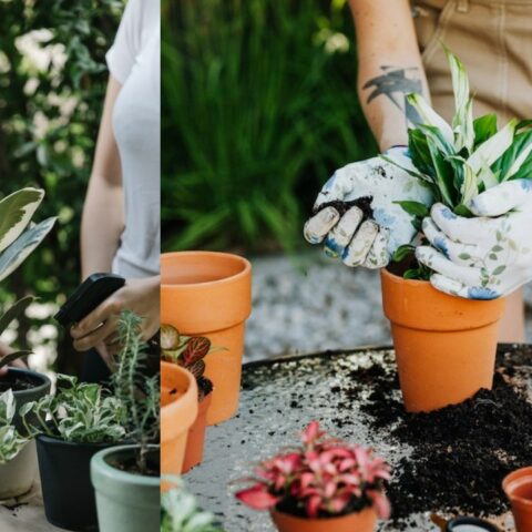 hacer florecer tus plantas