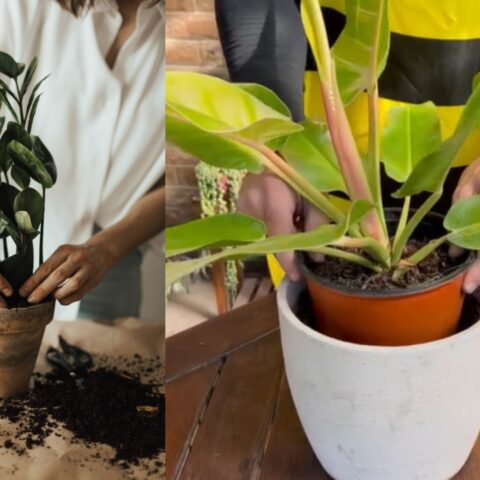 trasplantar más fácil tus plantas