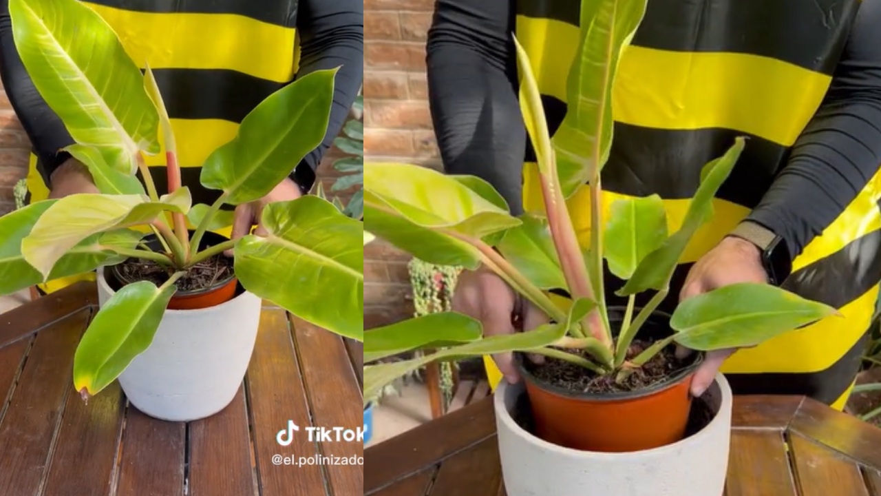 cómo cambiar las macetas de tus plantas