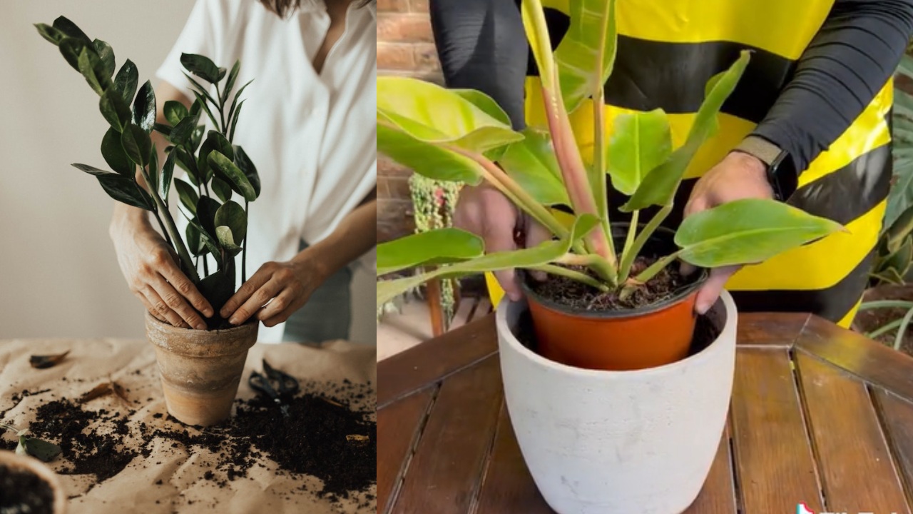 trasplantar más fácil tus plantas