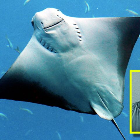 le quitaron el aguijón a las rayas