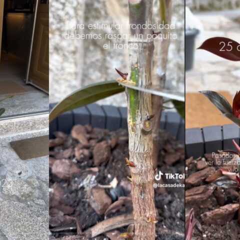 ficus frondoso truco jardinero