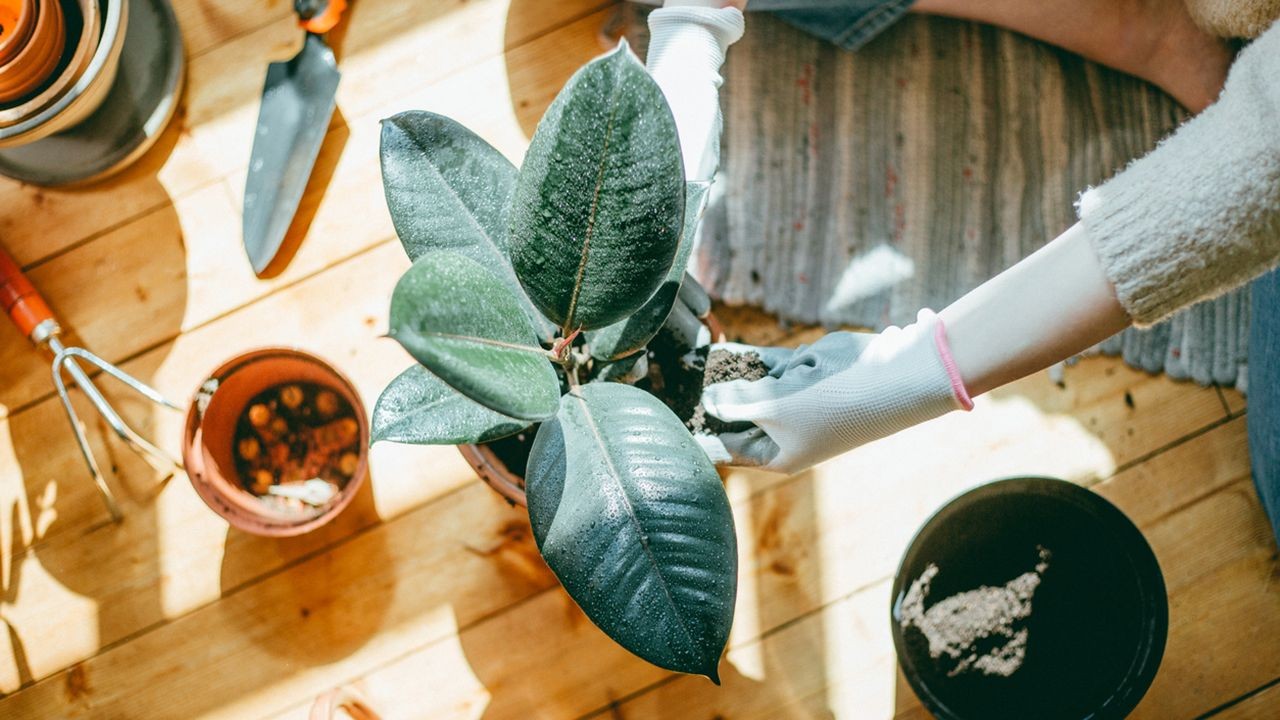 Truco para hacer frondosa la ficus|