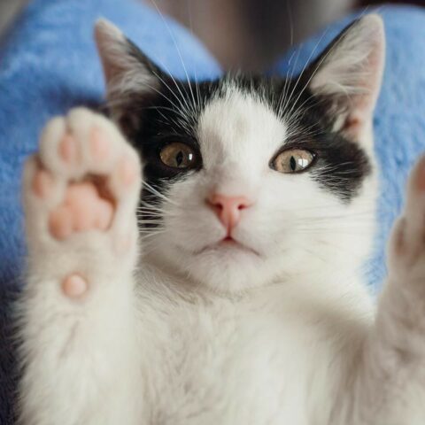 Pasos para arenero casero