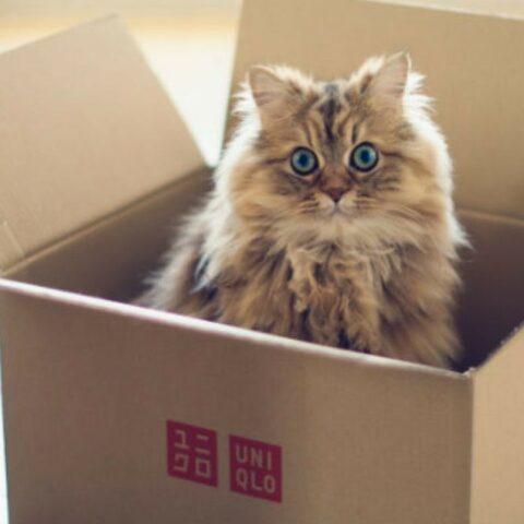 Jugar con cajas gatos