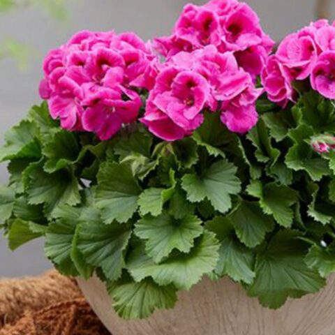 Cuidados de los germanios