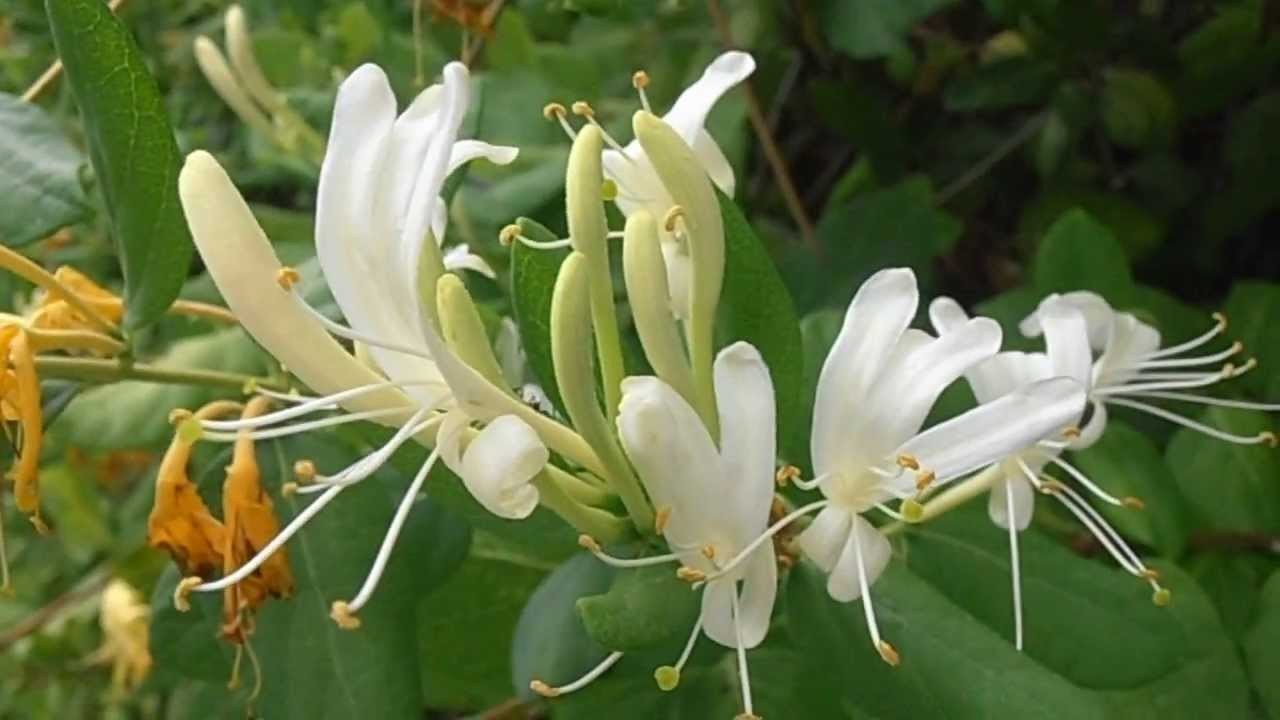 Repelentes naturales pulgones