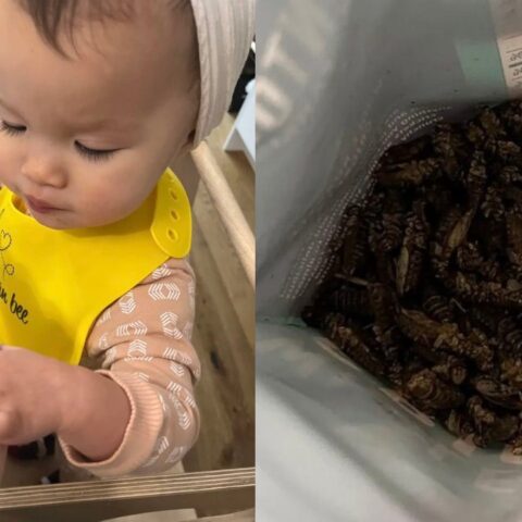 snacks de grillos para ahorrar dinero