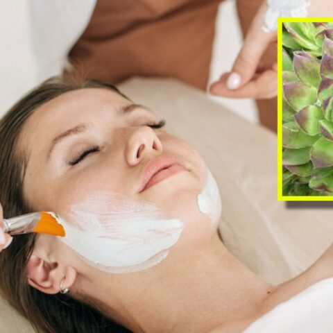 mascarilla de suculenta siempreviva