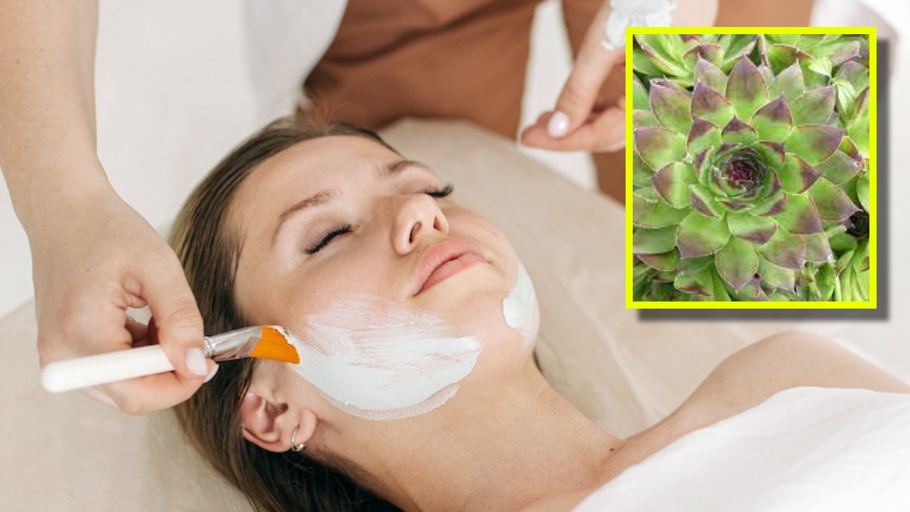 mascarilla de suculenta siempreviva