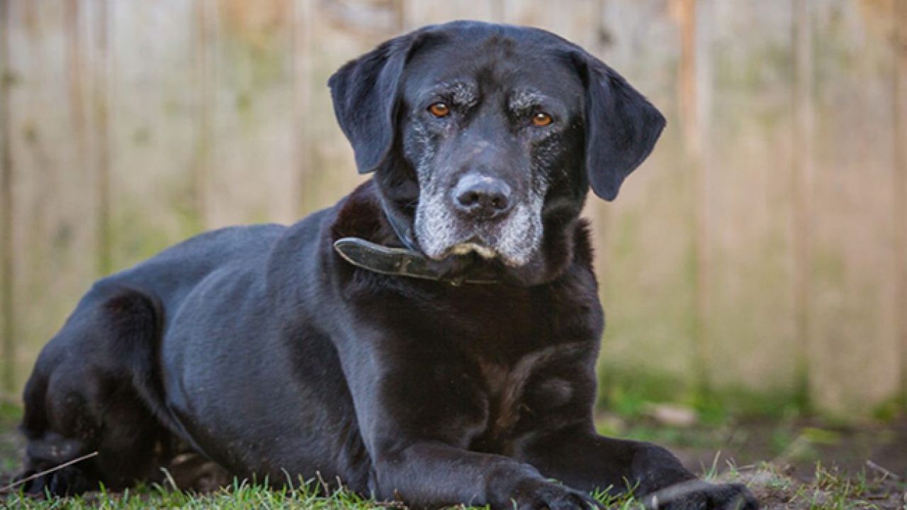Cuidados perros ancianos