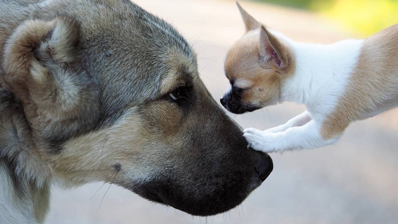 No cargar perros pequeños